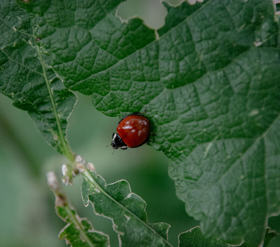 Looking down on a lady bug, who is looking down ov...