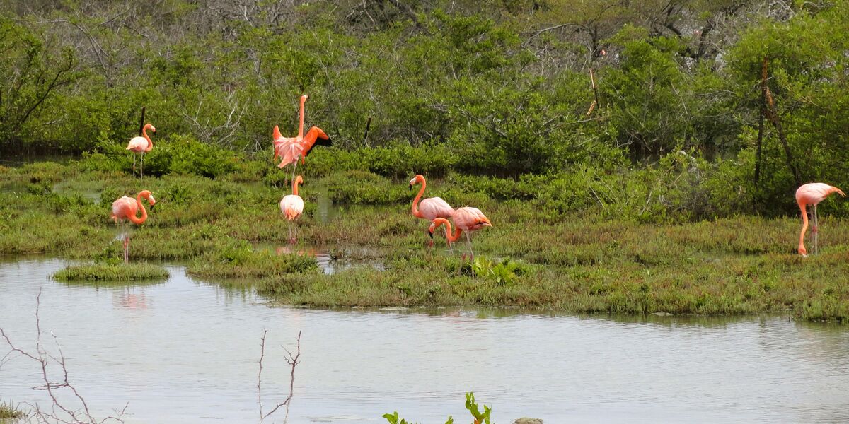 Flamingos on the island of Bonaire...