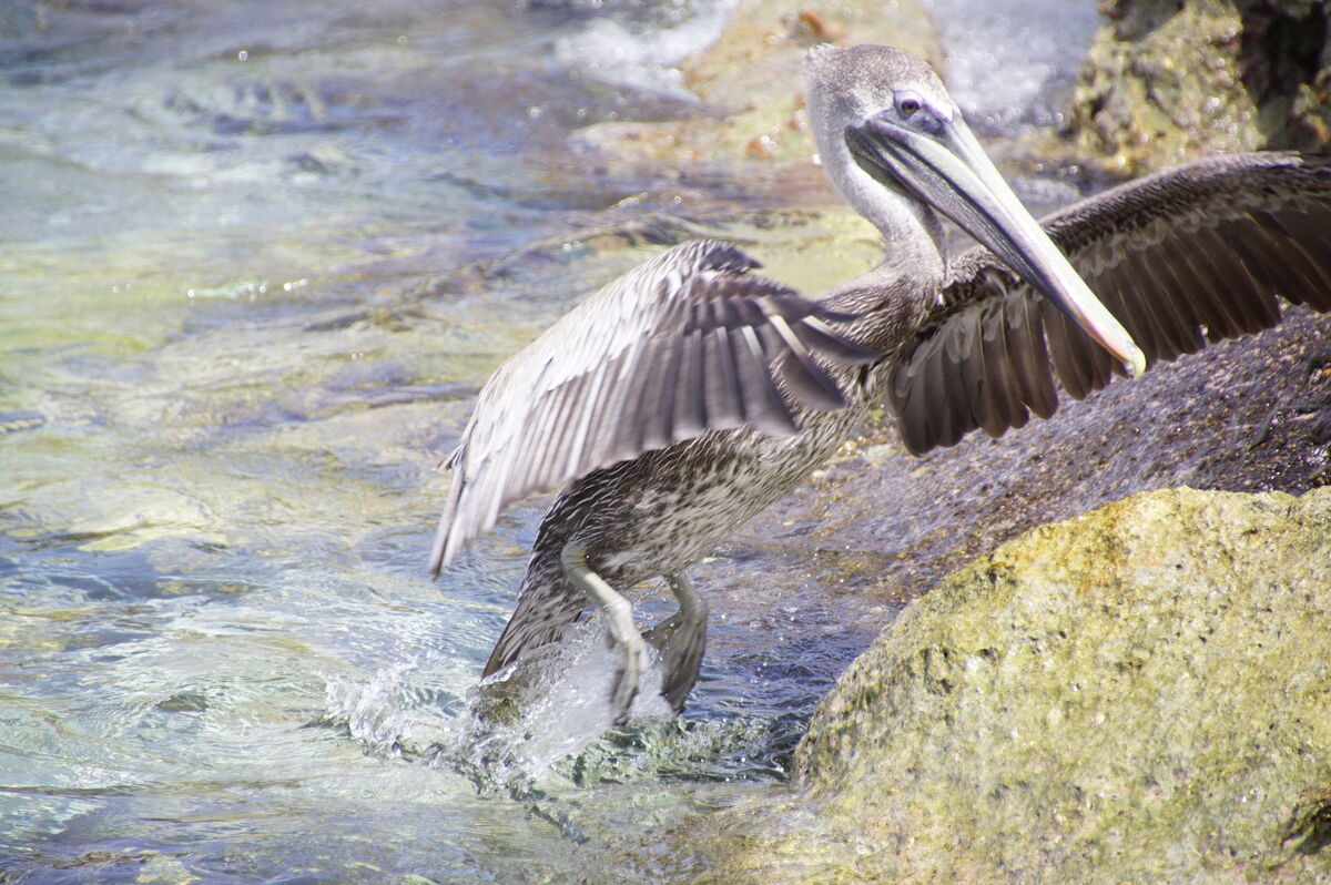 Pelican from one of the Caribbean Islands just out...