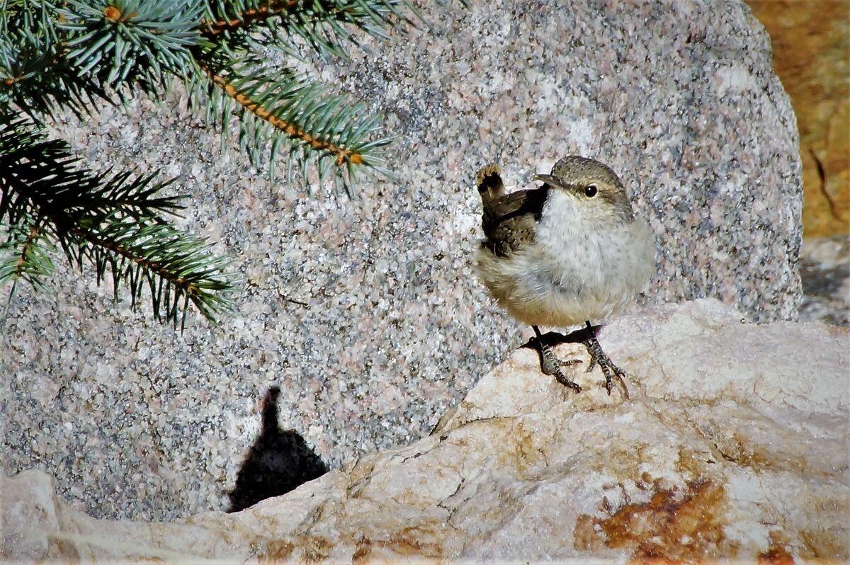 Little bird by a stream in Colorado....