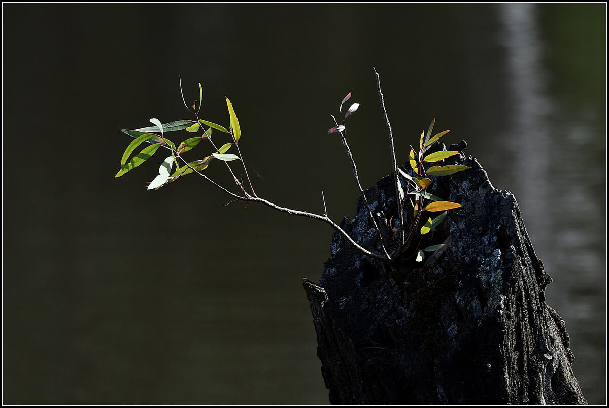 Where there's a will, there's a way.. Clever nature, most likely