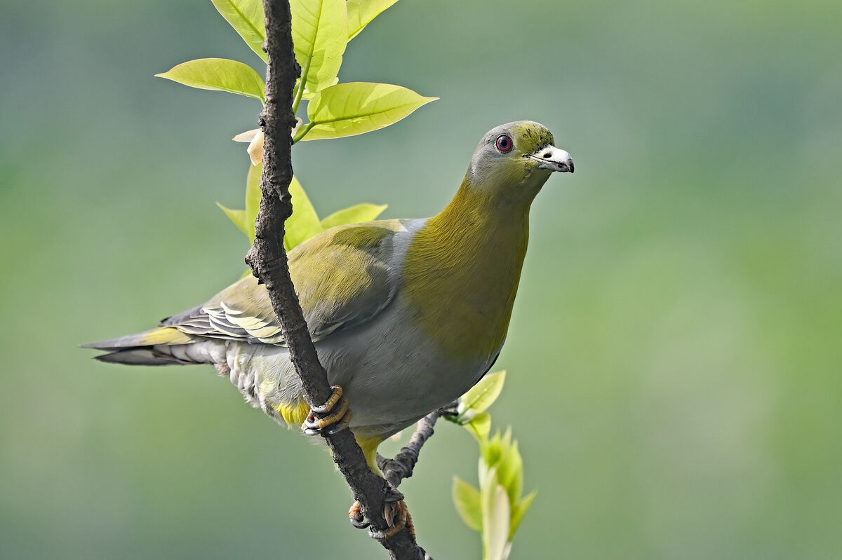 Yellow-footed green pigeon...