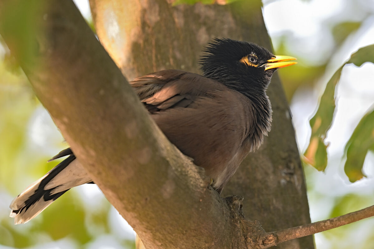 Myna (also its "Indian" name - but that is how Goo...