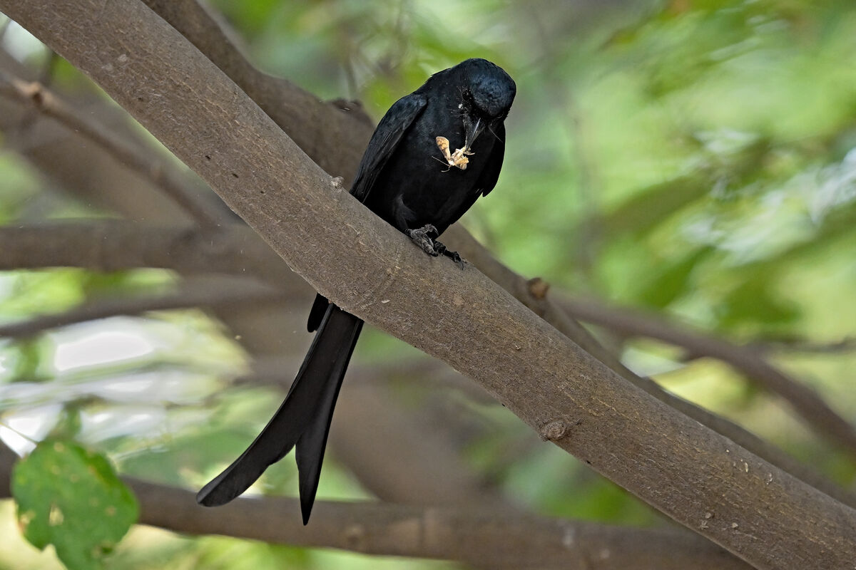 Black (fork-tailed?) drongo...