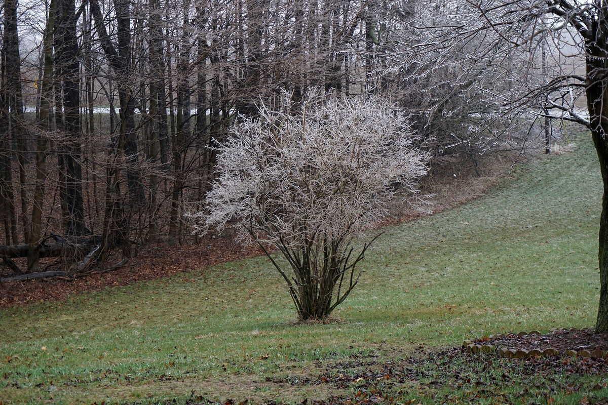 An ice covered tree near Adrian, Michigan - April ...