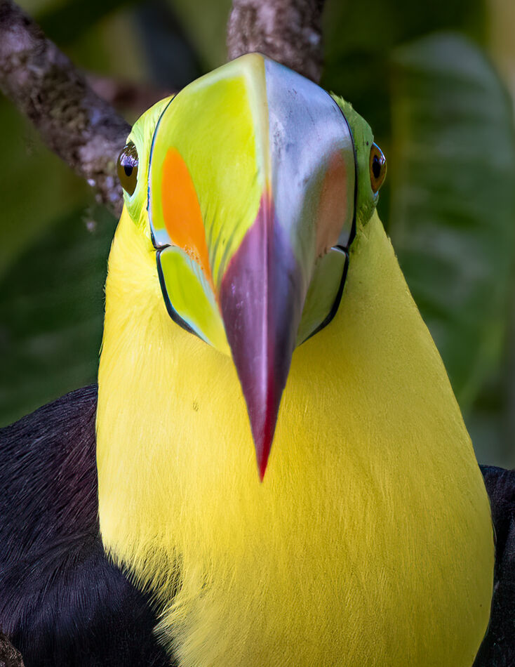 Keel Billed toucan...