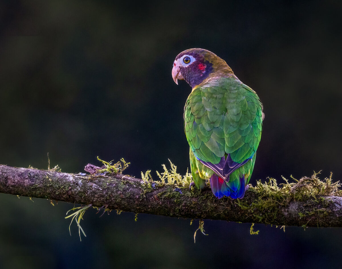 brown-hooded parrot...