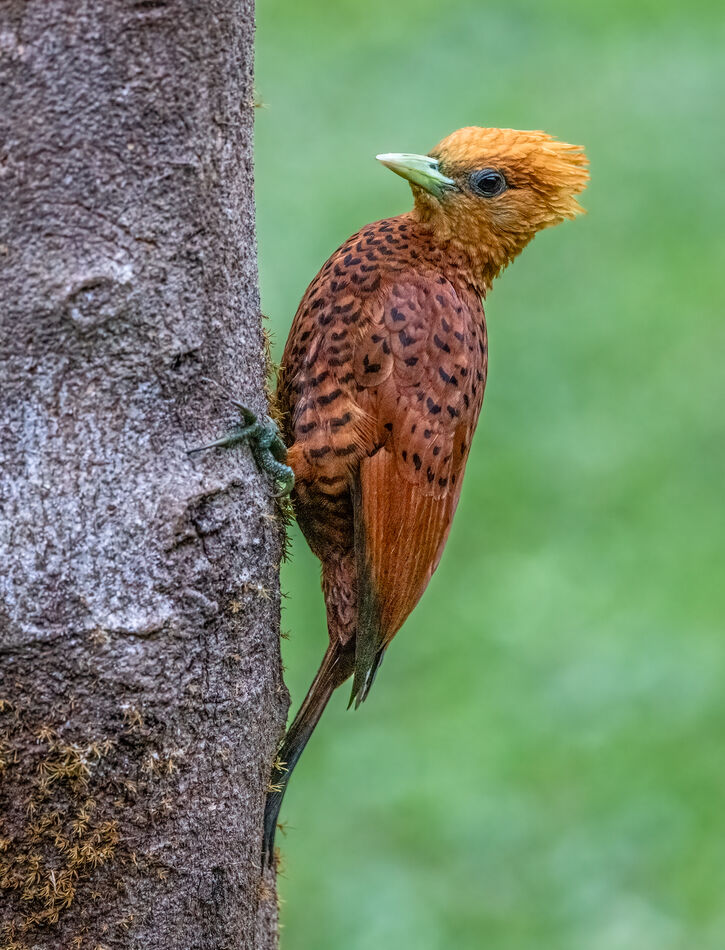 Chestnut colored woodpecker...