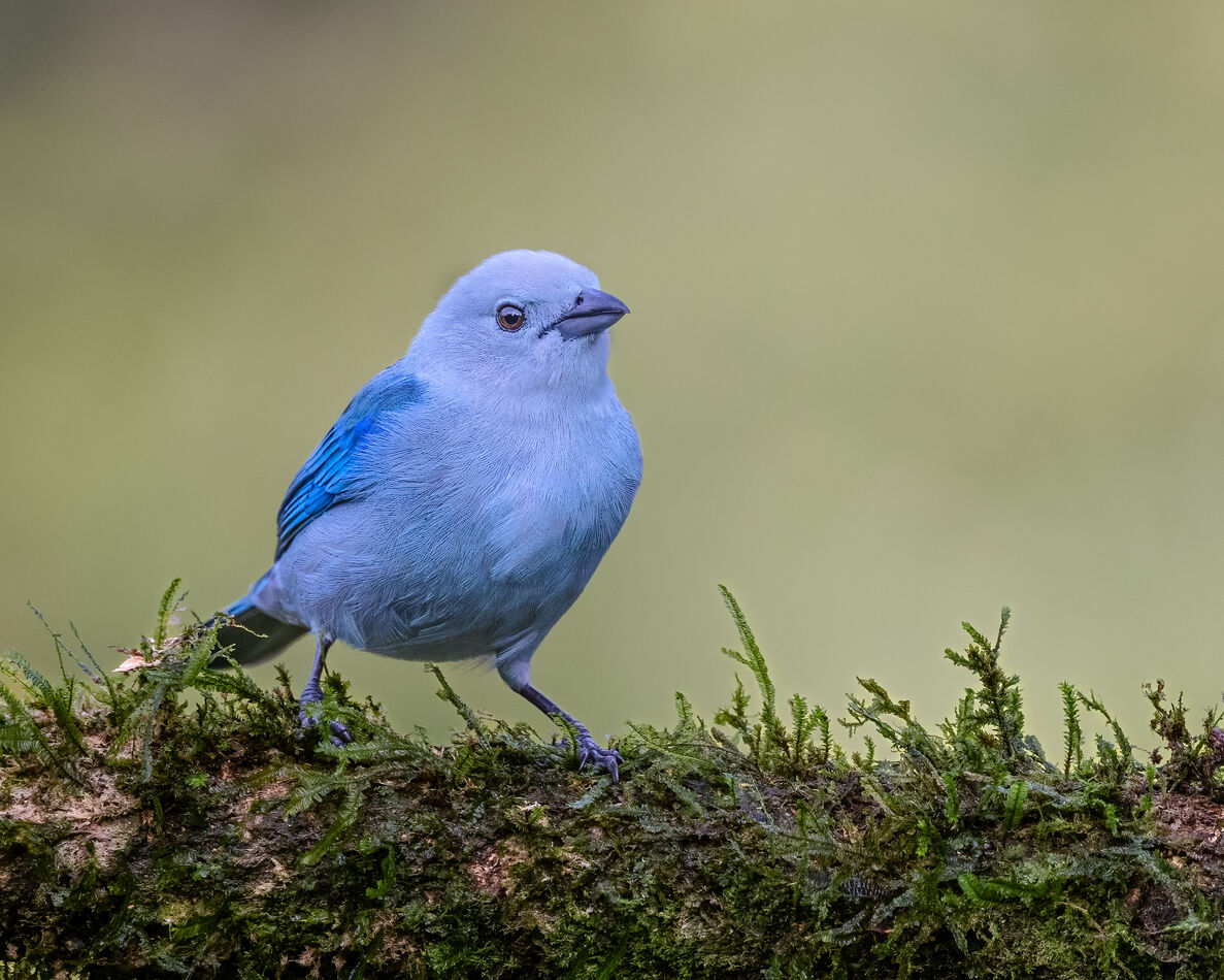 Blue gray tanager...