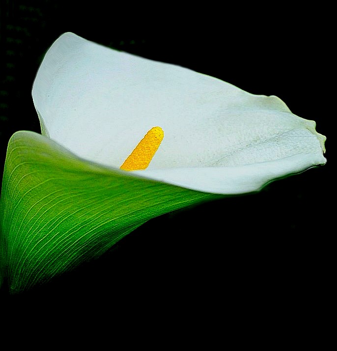 Zantedeschia Aethiopica L Spreng LC Calla Lily Lens AFNikkor   728319 Dsc 8509 2  