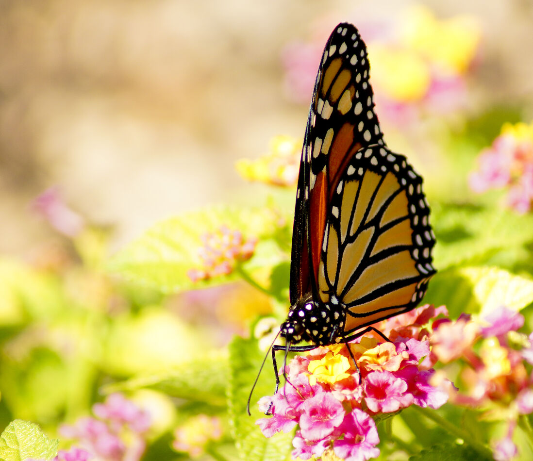 Monarch at the Dallas Arboretum.  Great place for ...