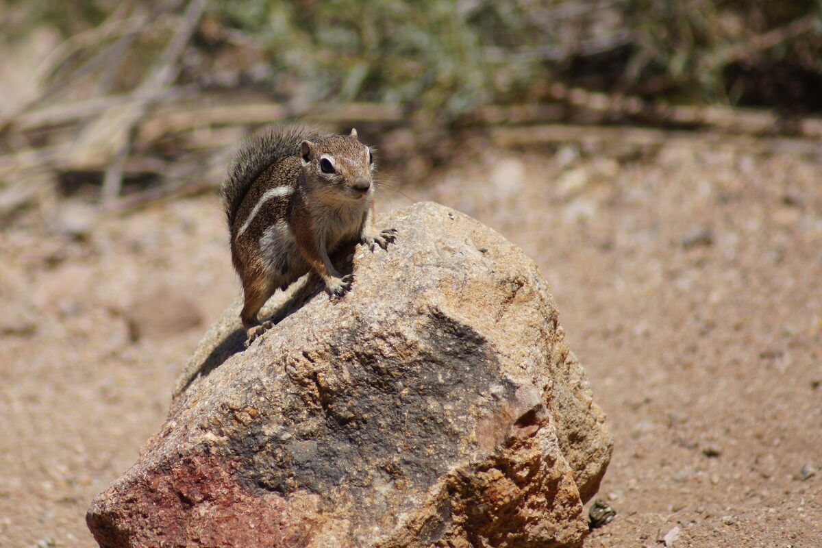 Chipmunk out in the Arizona desert near an old gho...
