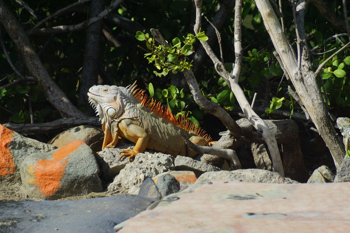 An iguana on I think, Aruba.  There were hundreds ...