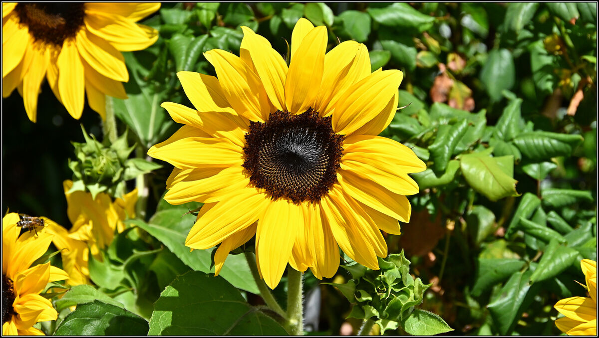 Sunflower....