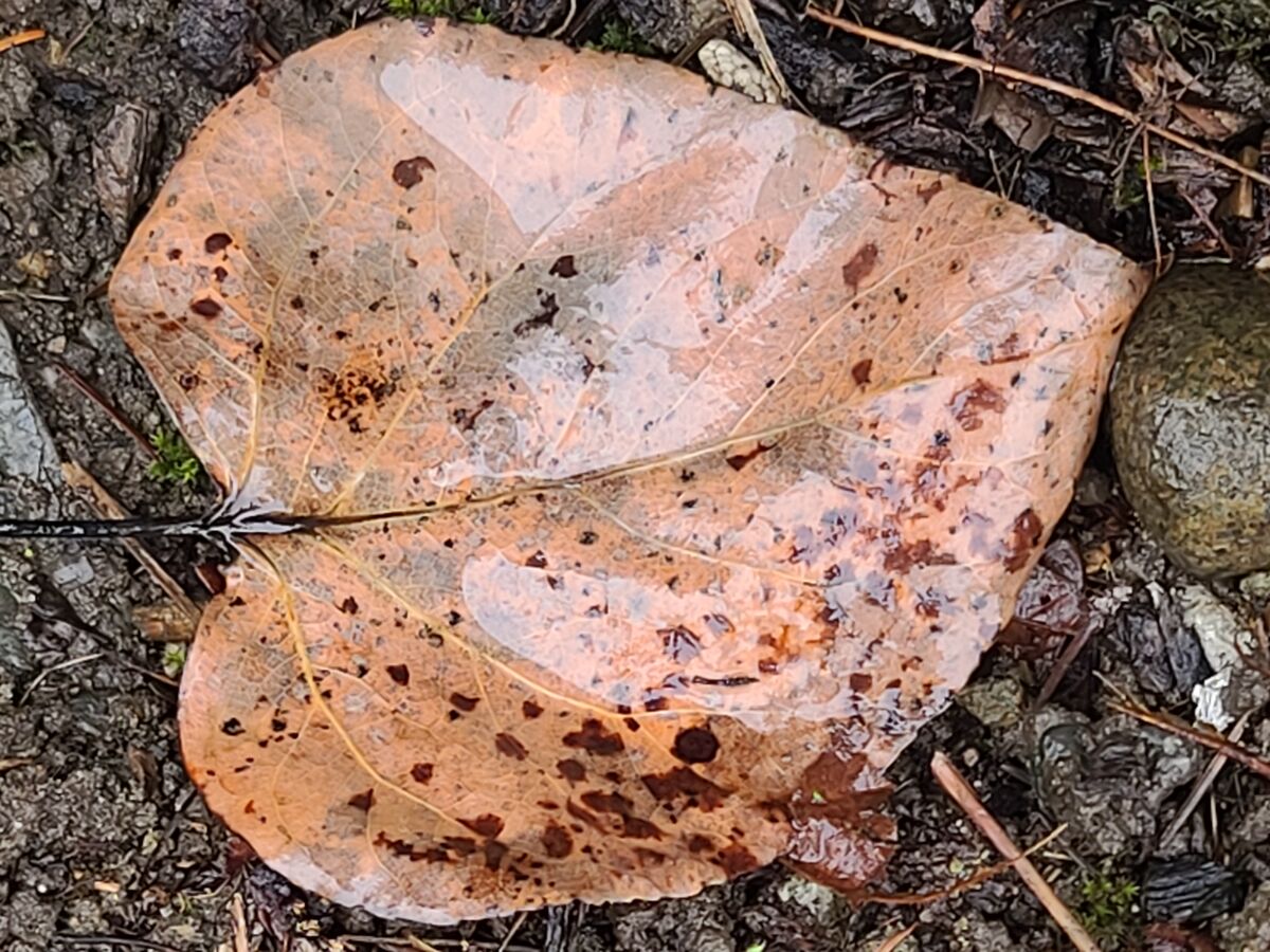 A leaf heart....