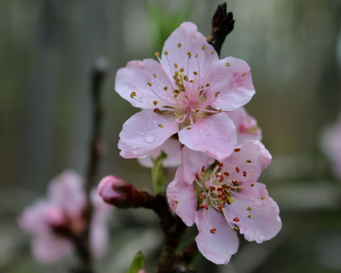 peach tree blossoms...