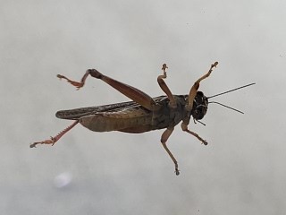Grasshopper, taken through a window....