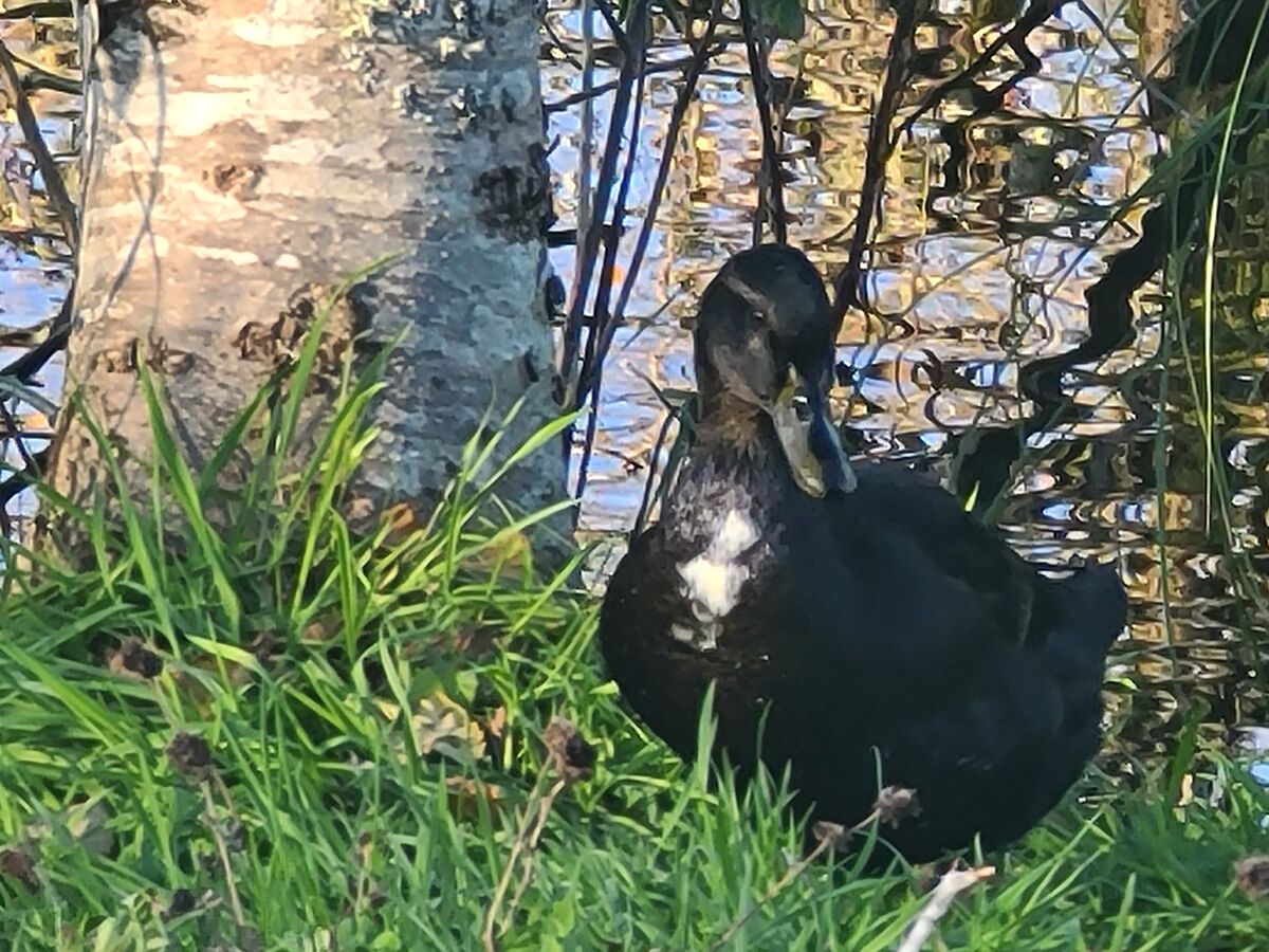 A mostly black duck seen on a Saturday or Sunday a...