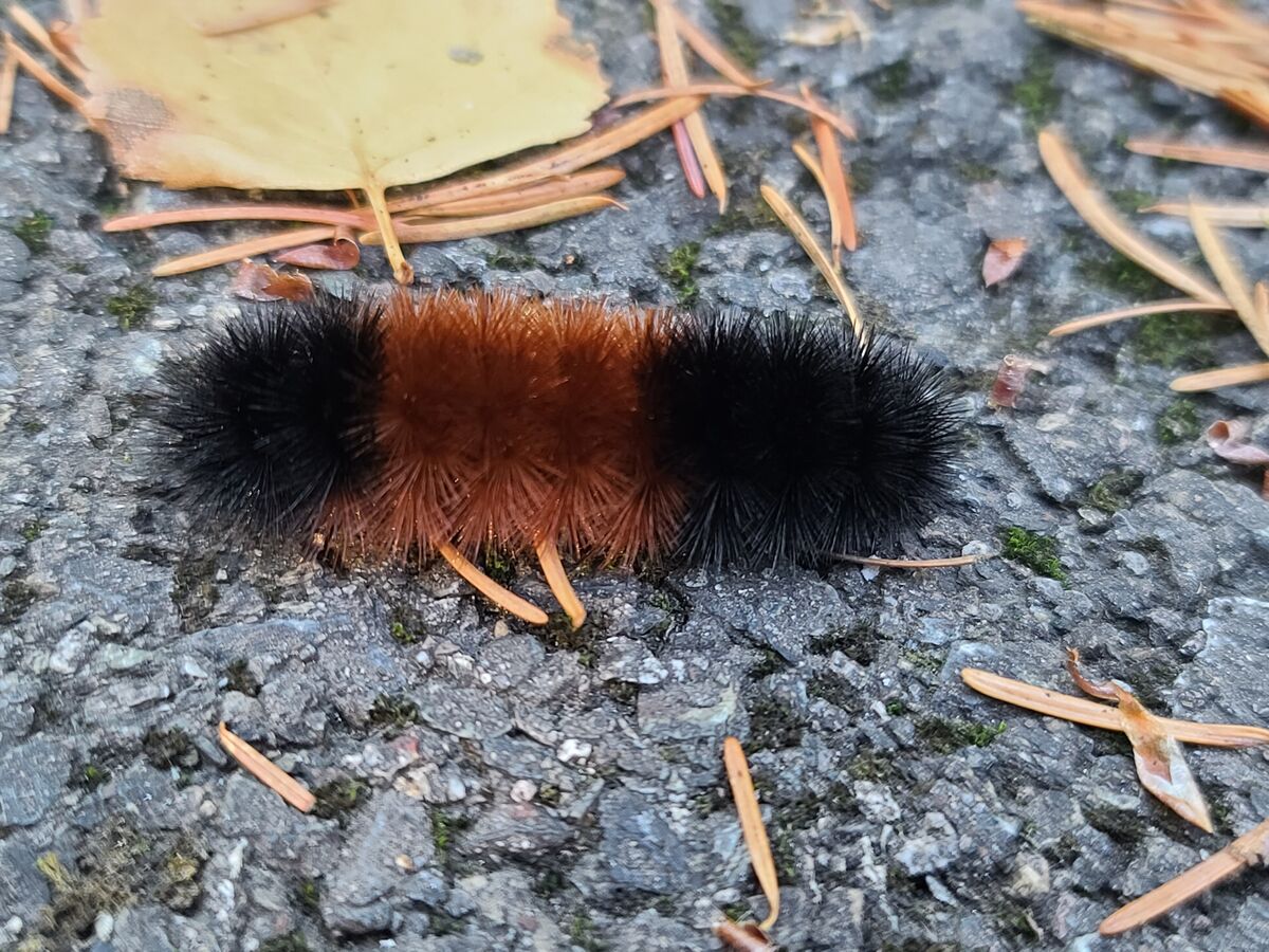 Fuzzy wuzzy caterpillar....
