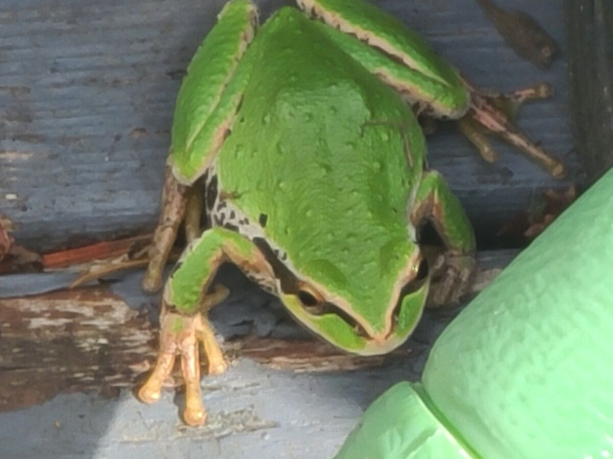 A tree frog on our steps....
