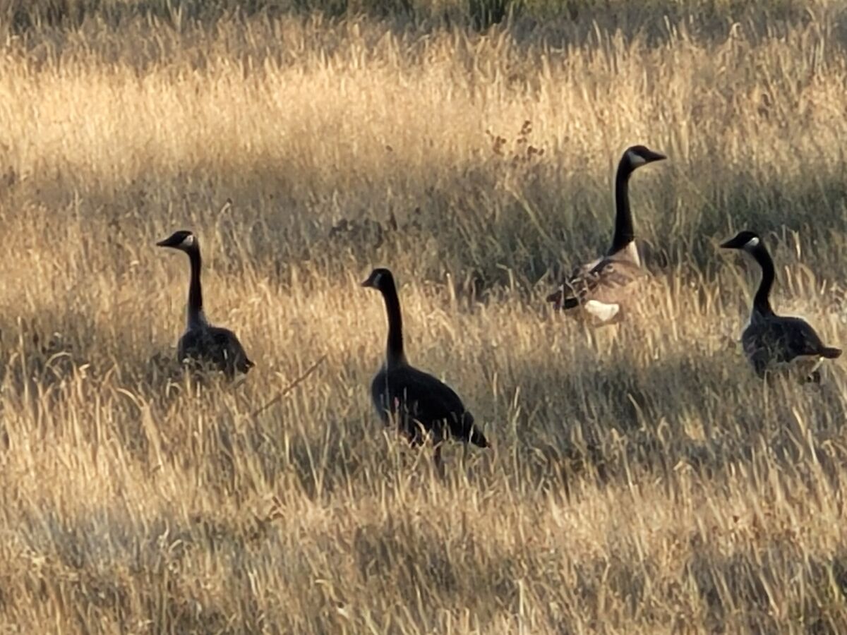A quartet of geese....
