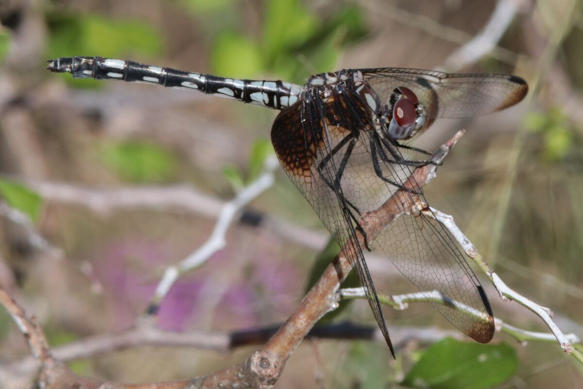 Checkered Setwing (Dythemis fugax) ♀...