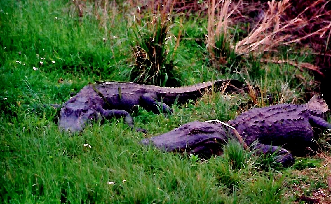 No fur, just gators in the grass!...