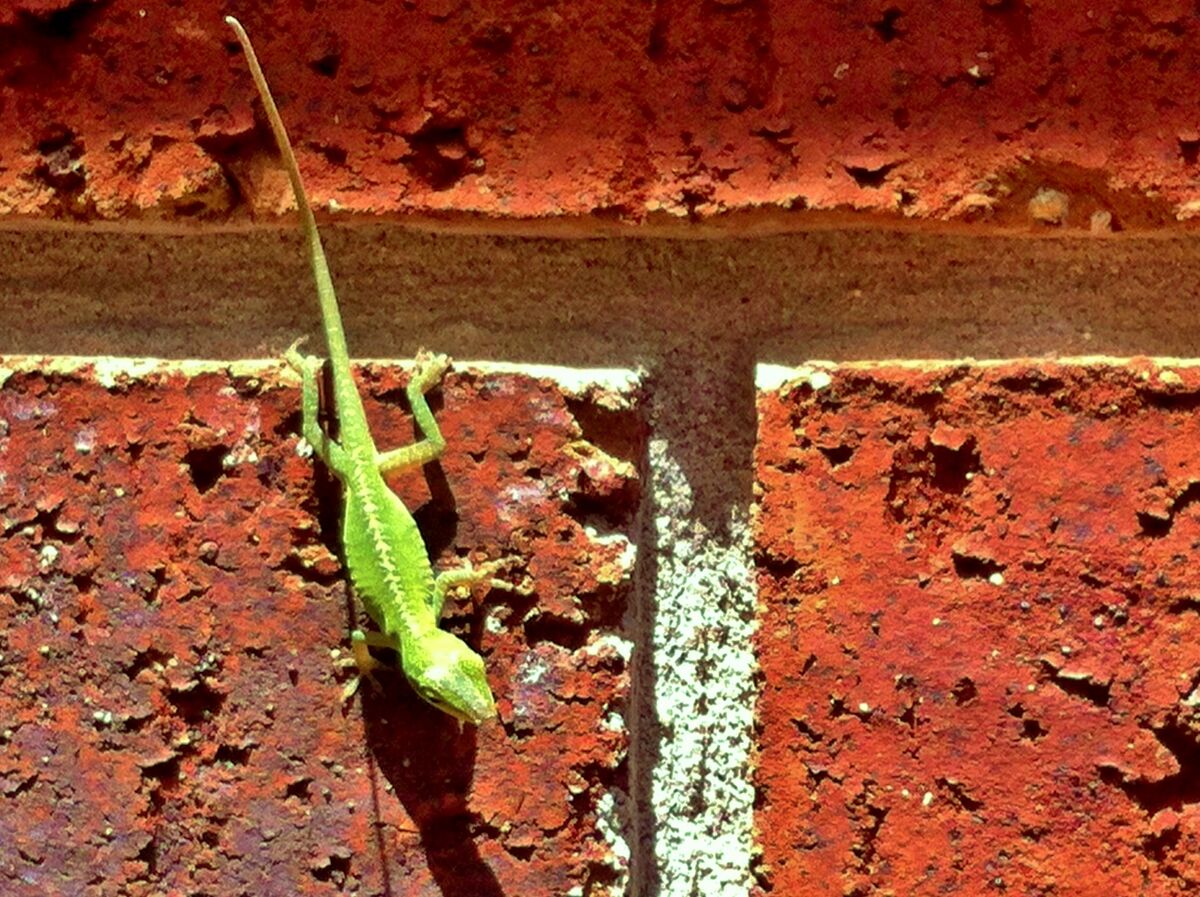 Gecko on brick!...