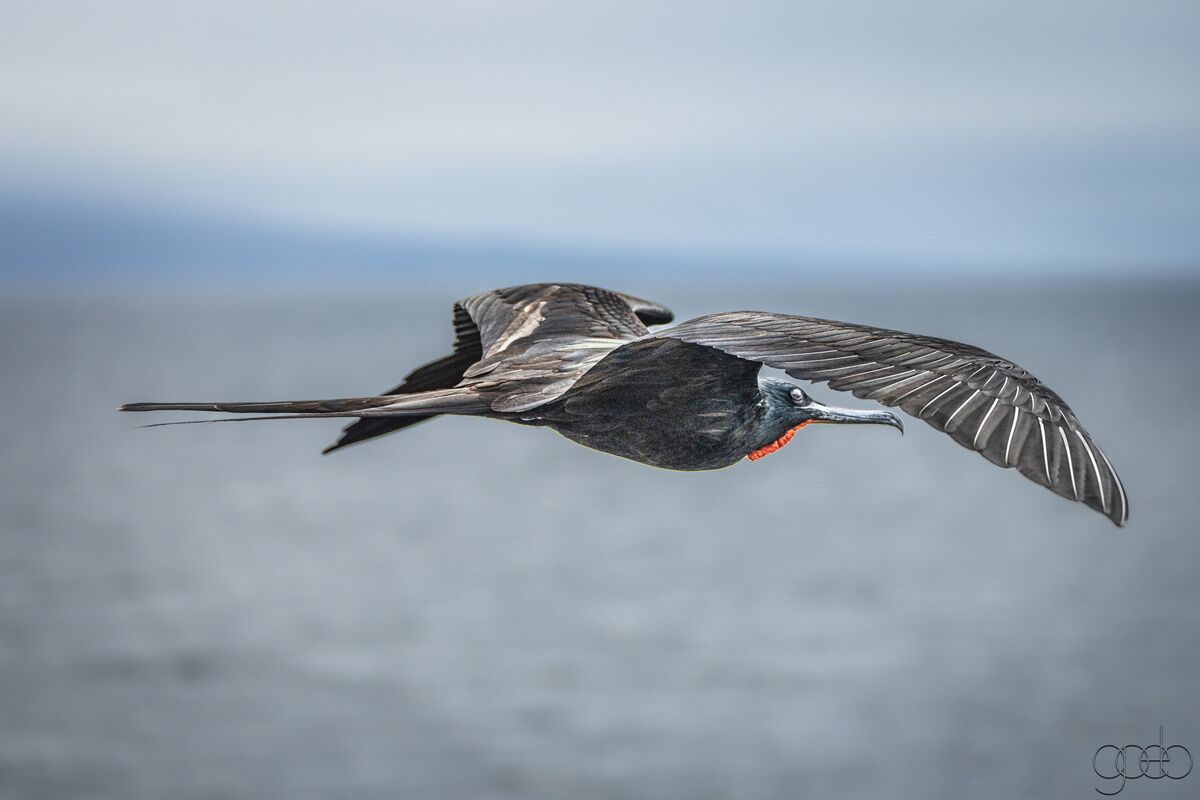 Magnificent Frigatebird in flight....