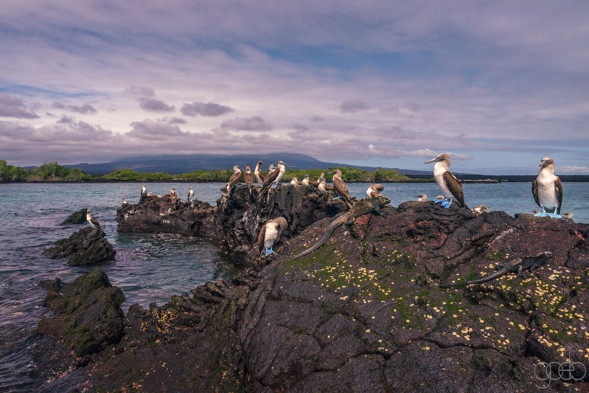 Blue Footed Boobies and Marine Iguanas on a Lava R...