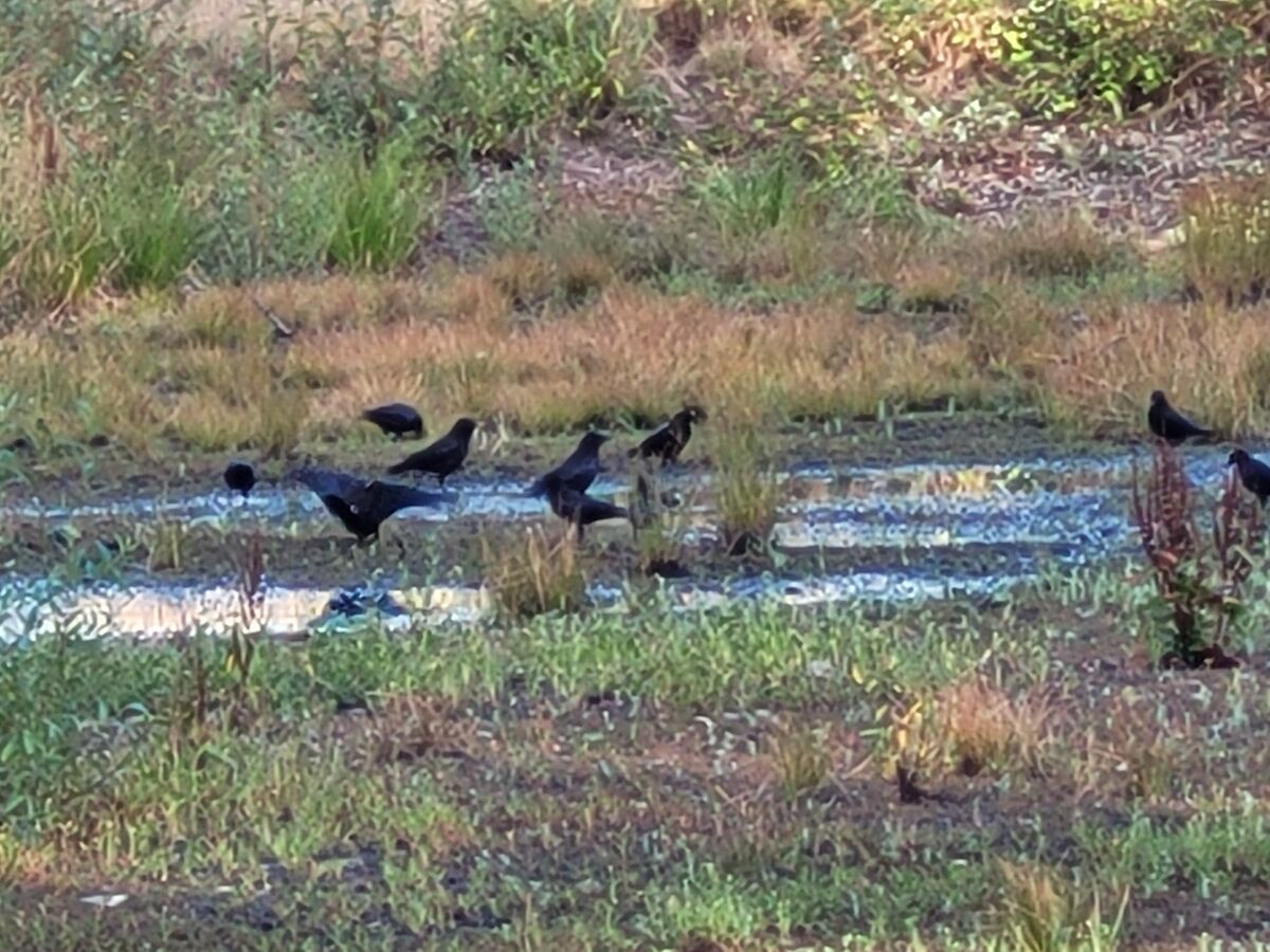 Blackbirds at the mostly dry retention pond....
