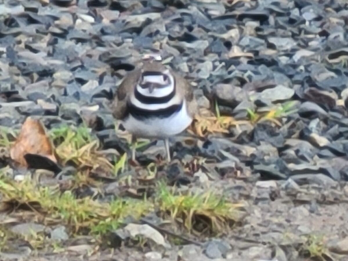 Killdeer, I only caught this one, but there was an...