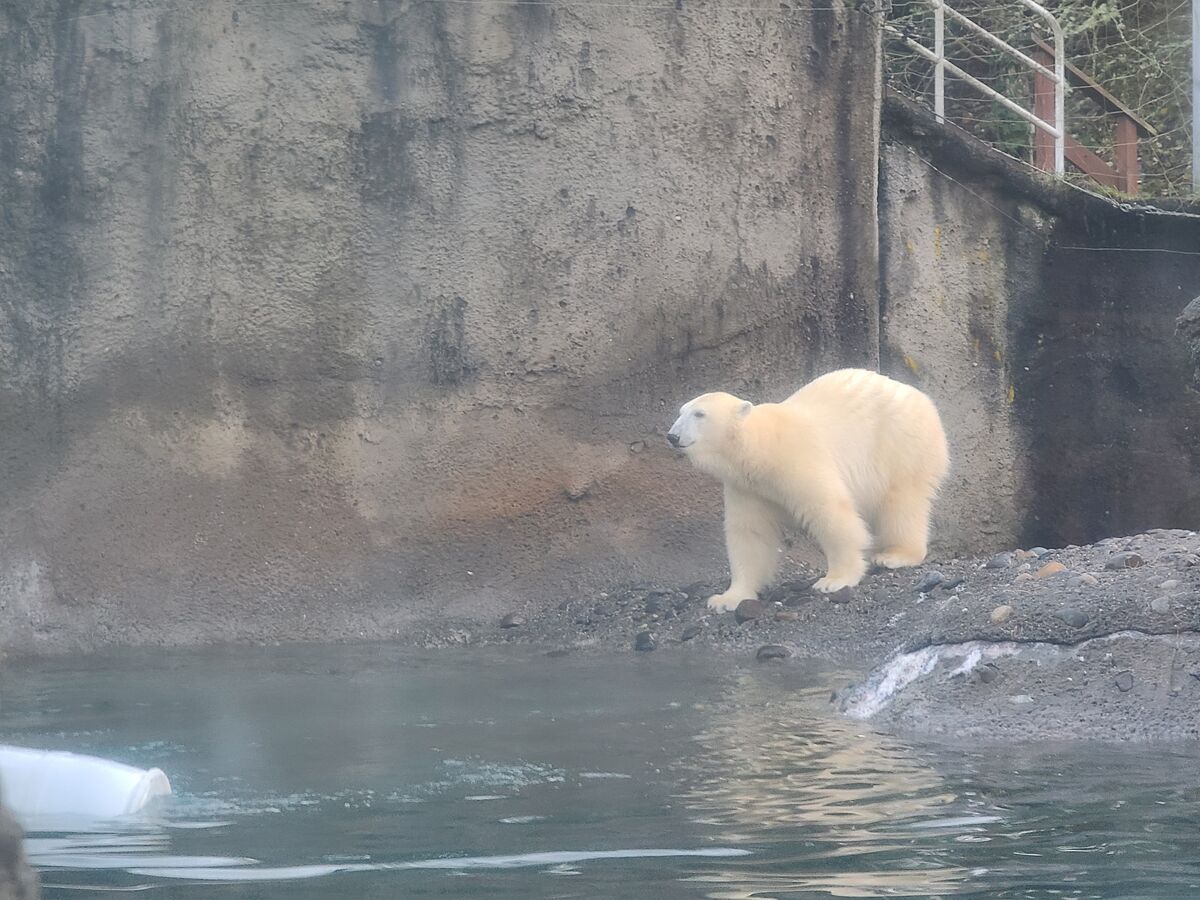 Polar bear at Point Defiance Zoo and Aquarium....