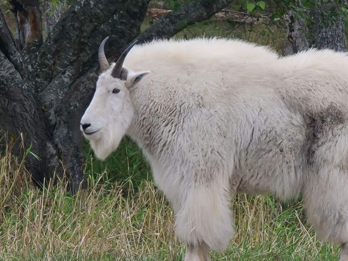 Mountain goat at Northwest Trek....