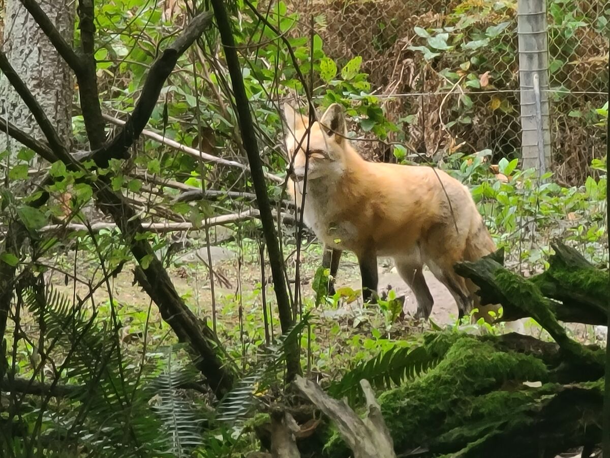 Red Fox at Northwest Trek....