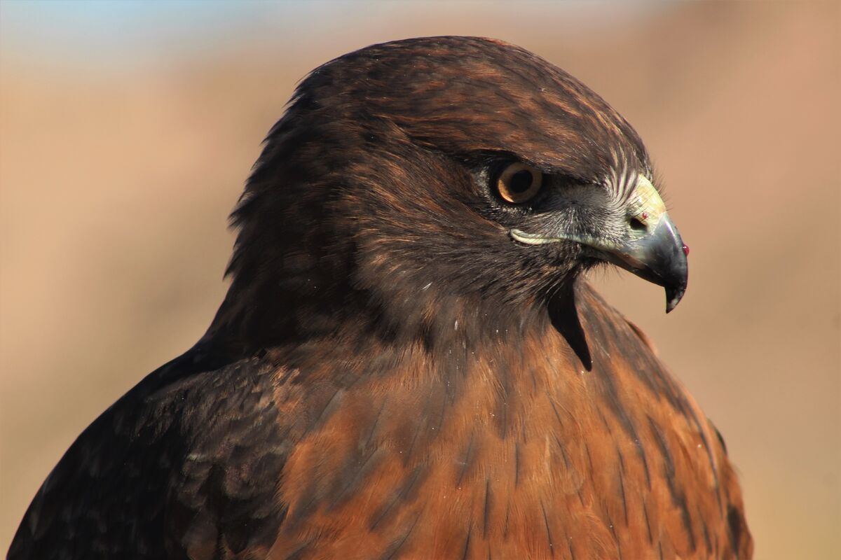 Harris Hawk (or maybe a red tail)...