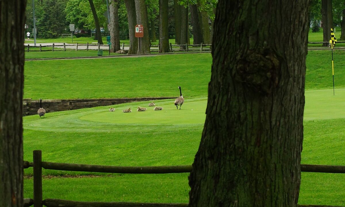 Nothing quite like geese on a green!!...
