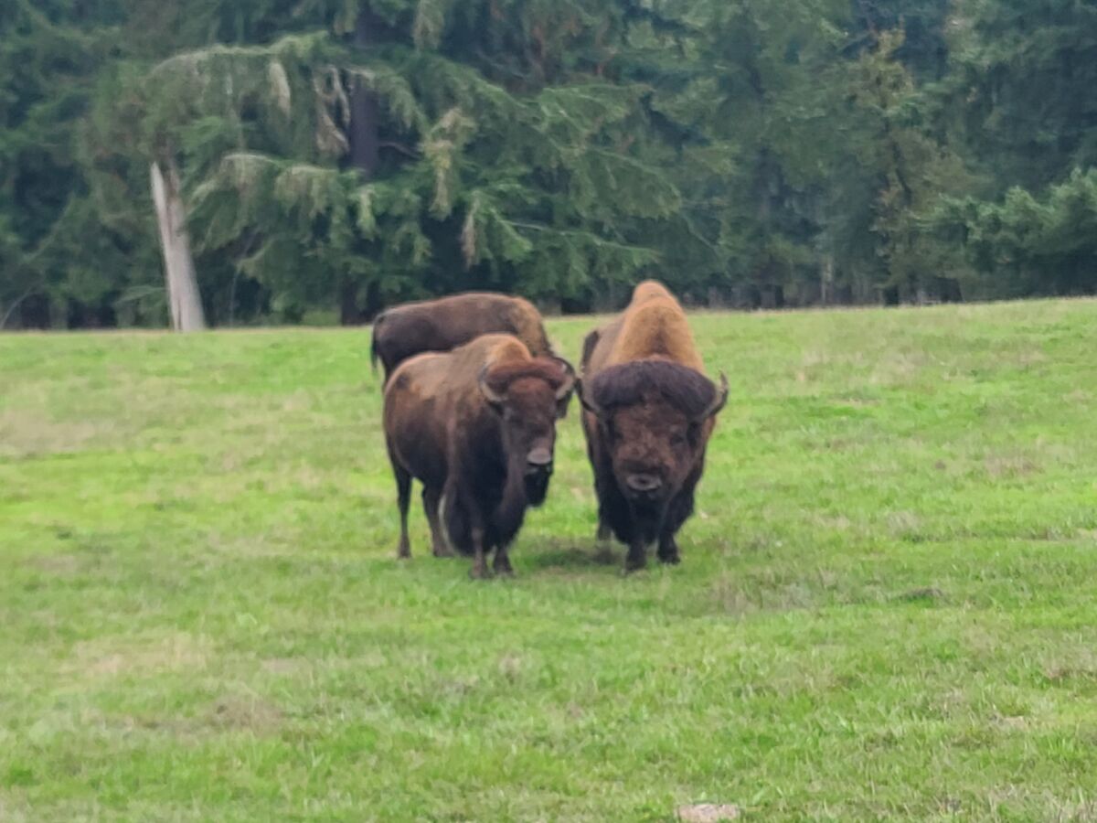 Again from Northwest Trek, a couple of bison facin...