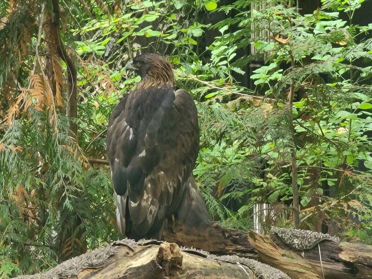Again at Northwest Trek. Immature eagle perhaps....