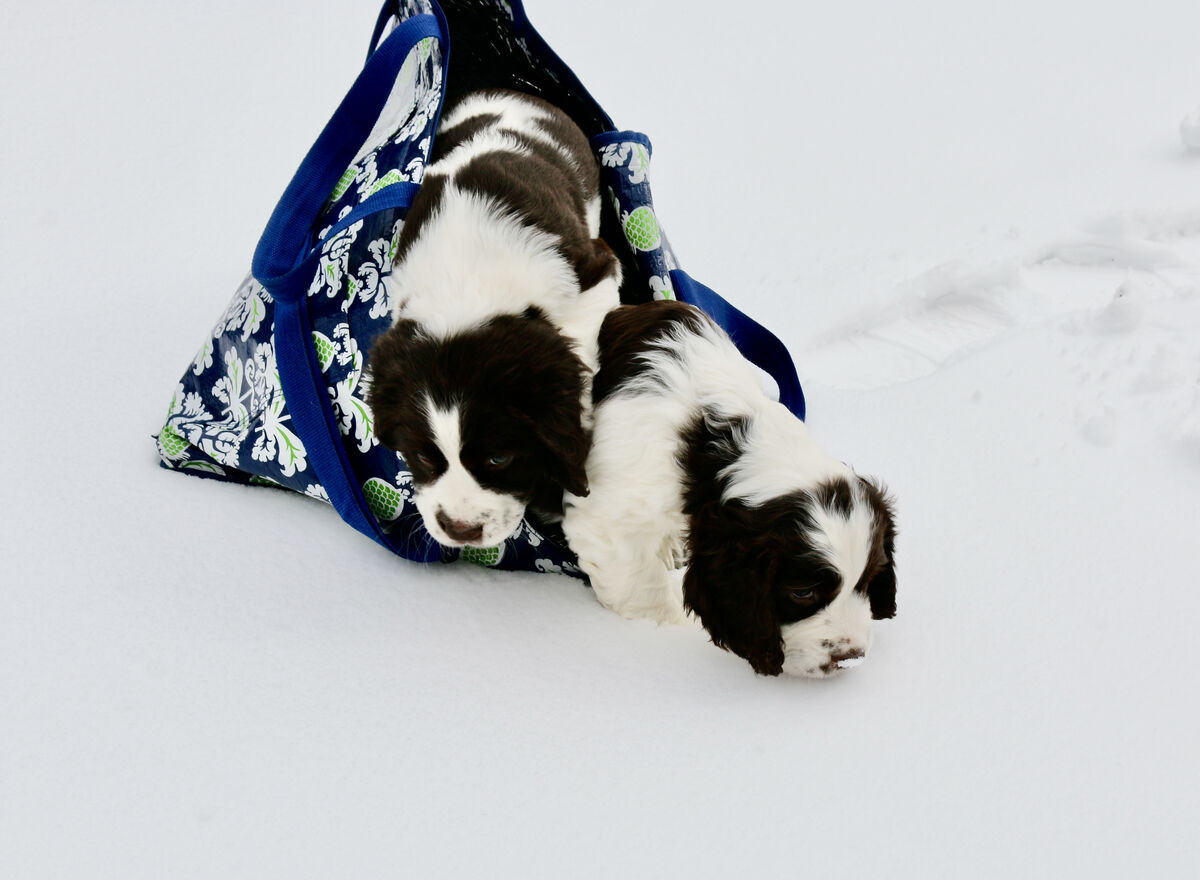 Our pups finding out what the white stuff is!...