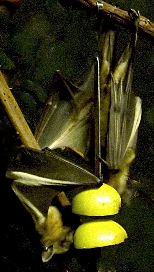 fruit bat...