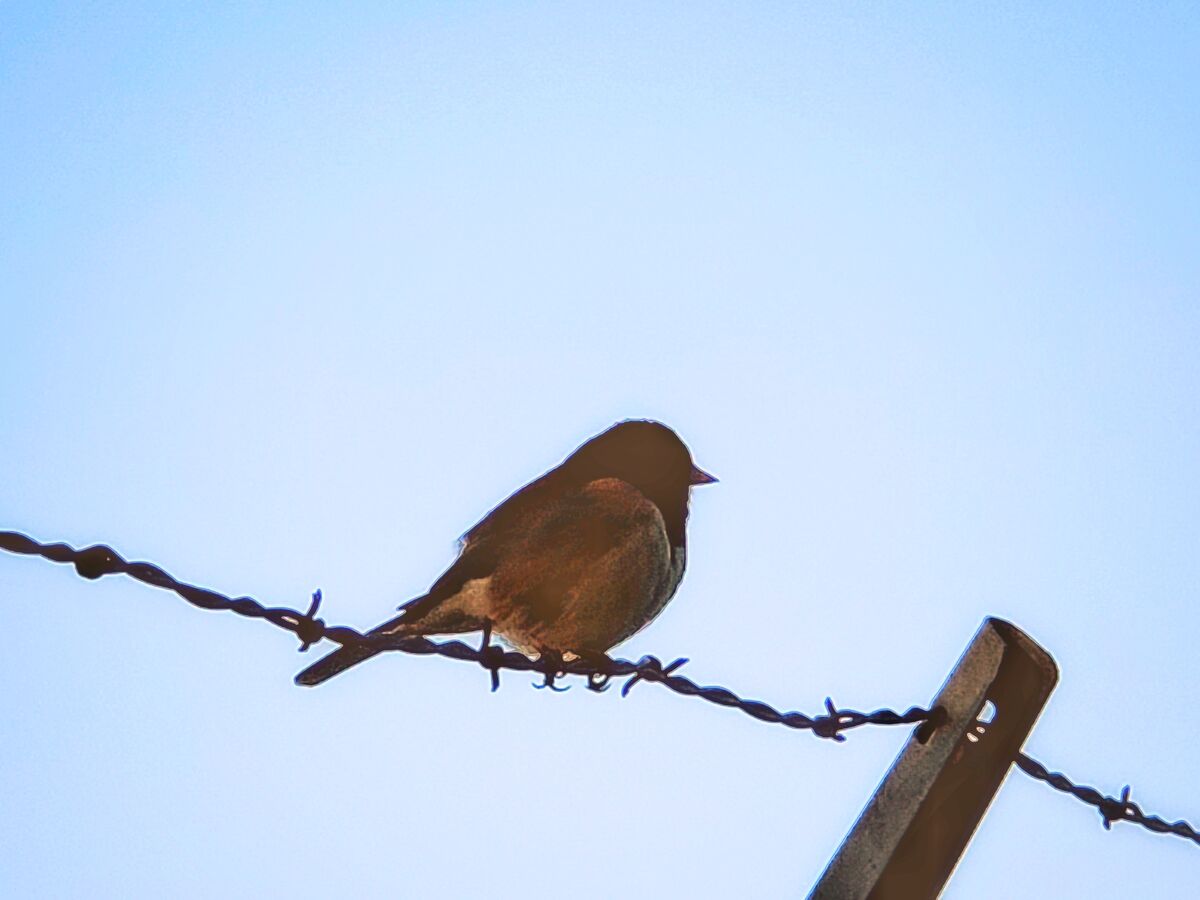 Bird on the fence bordering my back yard....