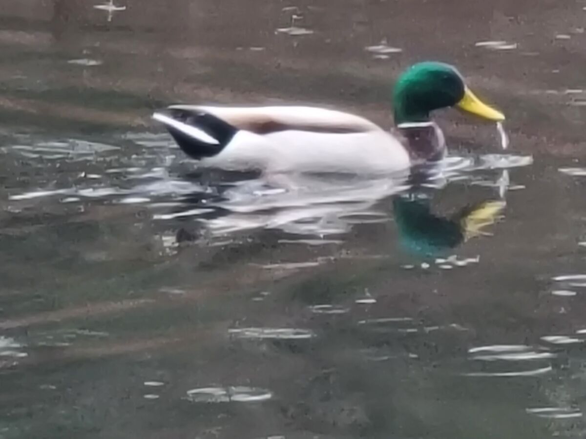 Mallard duck swimming at the retention pond in Mid...