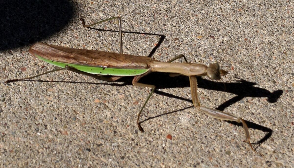 Katydid-not like the pavement.  Couldn't decide wh...
