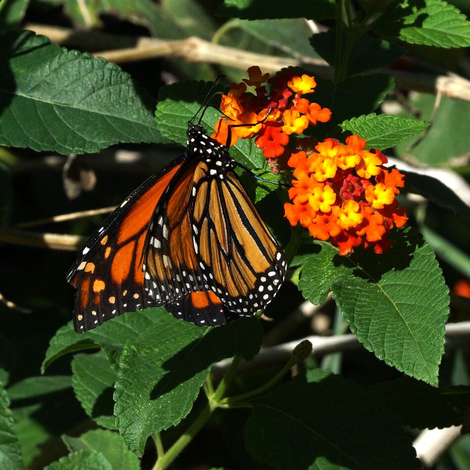 Caught this monarch on some blooms in the neighbor...