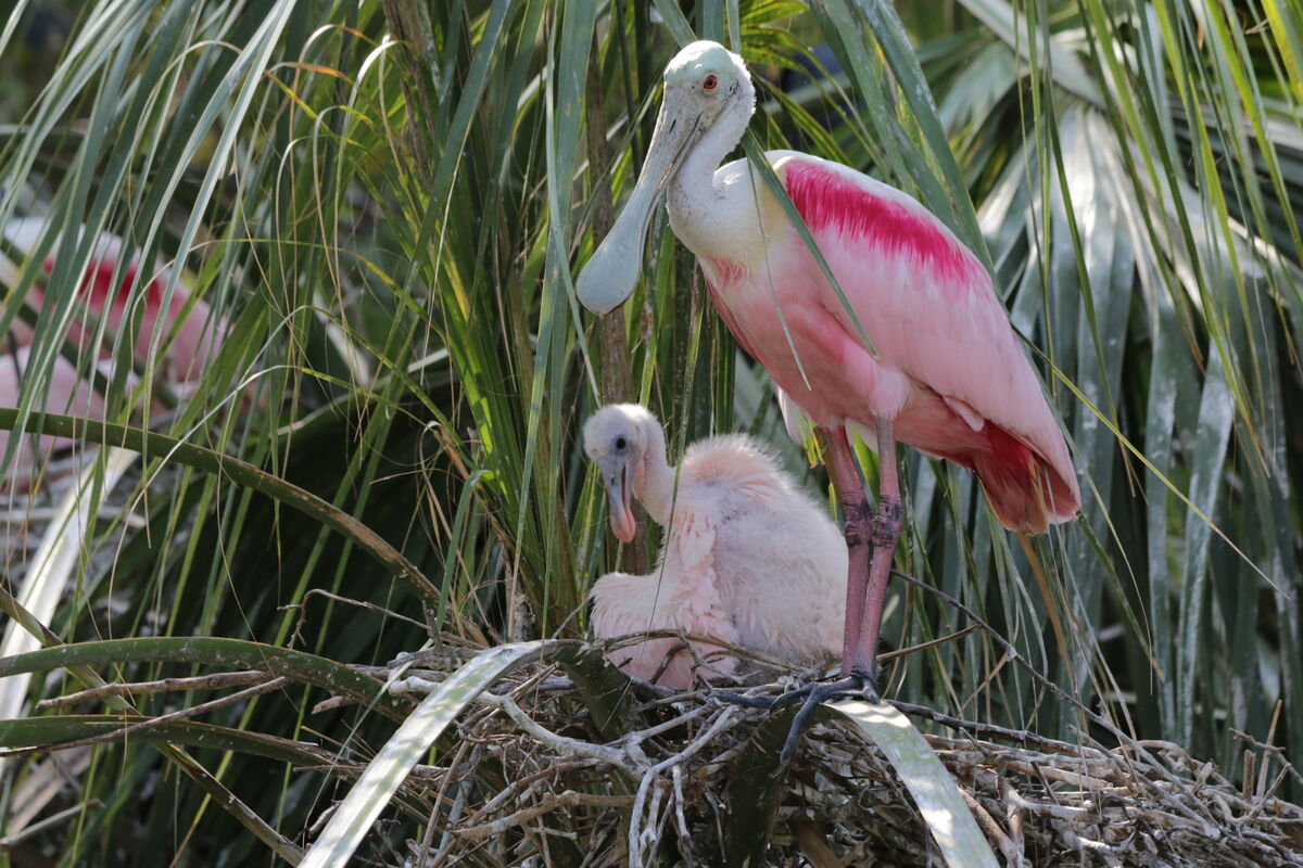 Feathered Spoonbill nest...