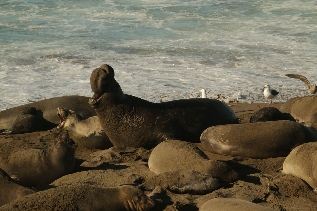 Elephant Seals in California...