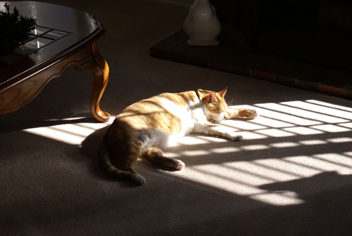Or taking a 'cat nap' in the afternoon sun - Decem...