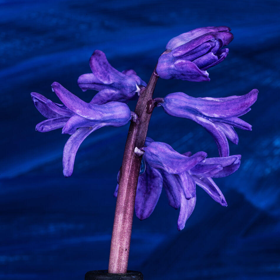 Grape Hyacinth up close...
