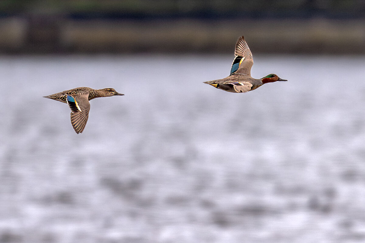 Green Winged Teal...